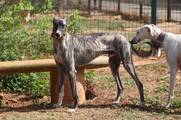Galgo Anton