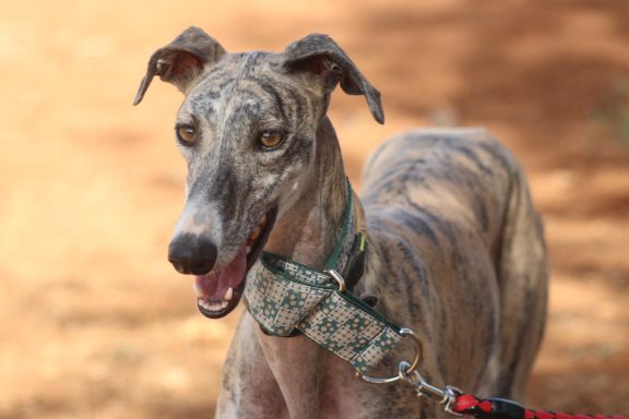 Galga Olivia