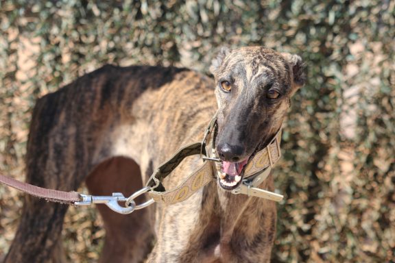 Galga Candy