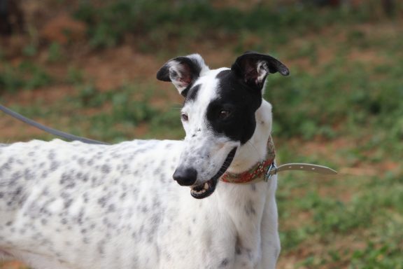 Galgo Romeo