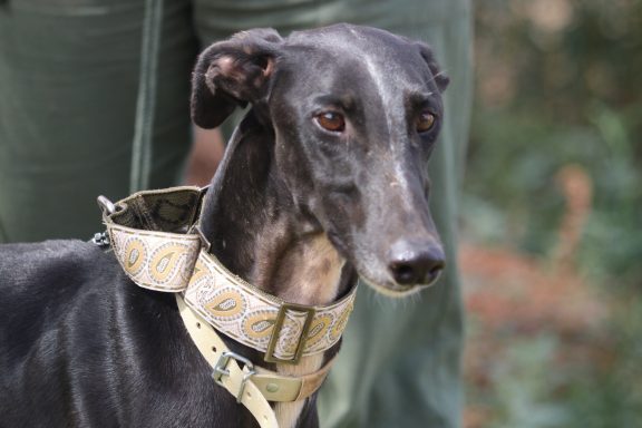 Galgo TARO