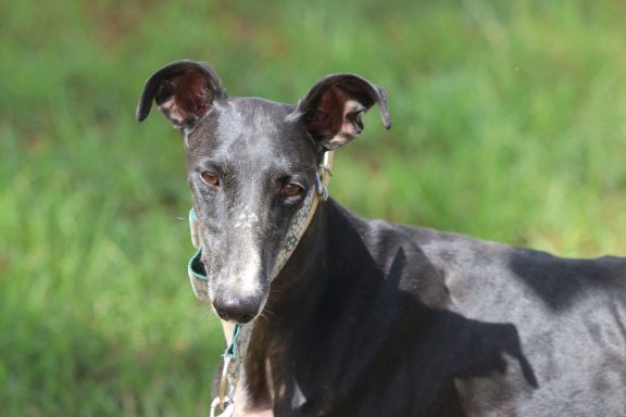 Galgo LEWI