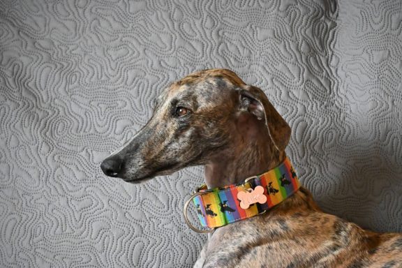 Luke - auf PS Schleswig-Holstein, Nähe Leck