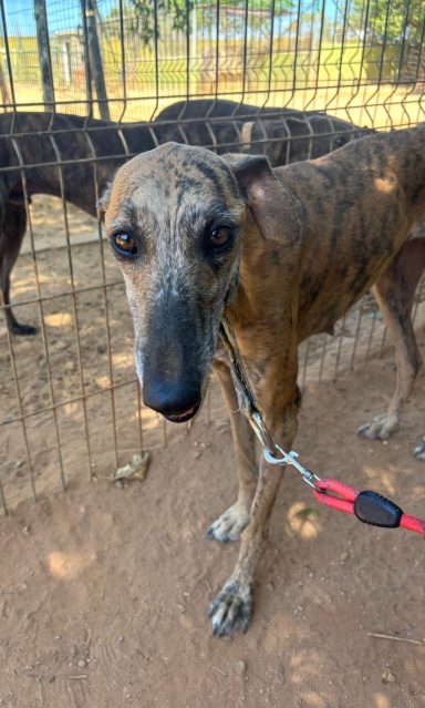 Galga Joana