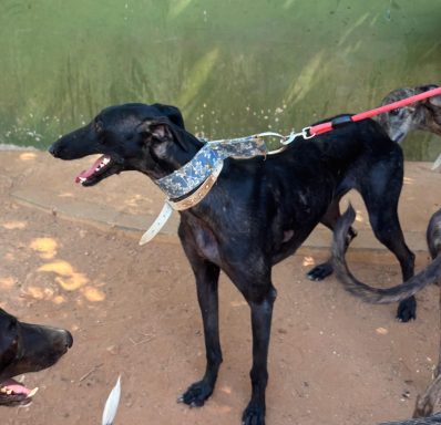 Galga Duana auf PS Nähe Siegen / NRW