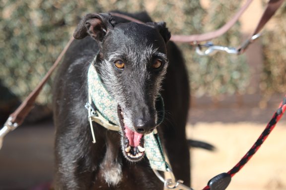 Galga Cobra