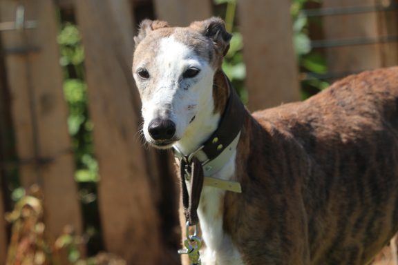 Galga Hera auf PS Nähe Bonn NRW