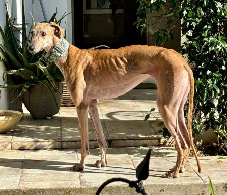 Galga Petty private PS Spanien