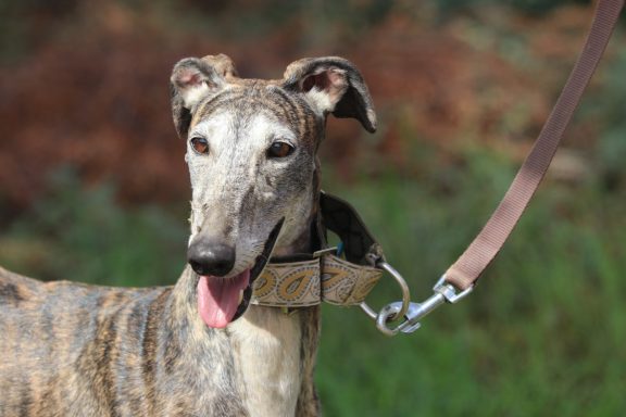 Galga IGA