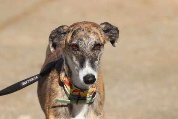 Galga Lenita - auf PS in NRW Nähe Bonn